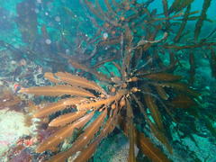 Anthophycus longifolius