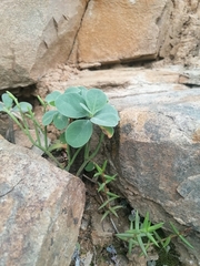 Othonna triplinervia