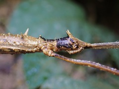 Stheneboea repudiosa