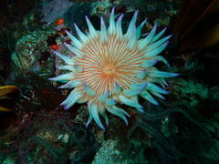 Anthostella stephensoni