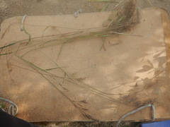 Bromus pumpellianus
