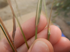 Bromus pumpellianus