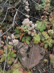 Crassula orbicularis