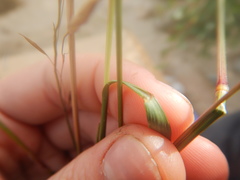 Bromus pumpellianus