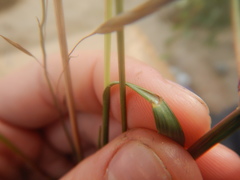 Bromus pumpellianus