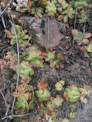 Crassula orbicularis