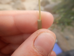 Bromus pumpellianus