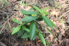 Ardisia lindleyana
