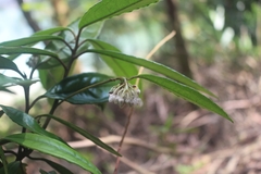 Ardisia lindleyana