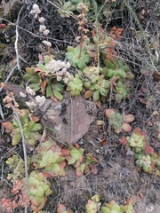 Crassula orbicularis