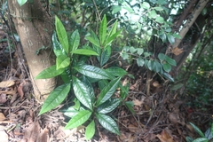 Ardisia lindleyana