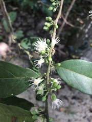 Piparea dentata