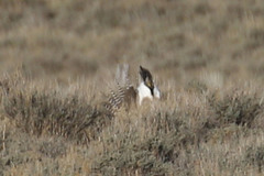 Centrocercus minimus