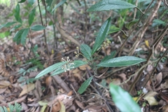 Ardisia lindleyana