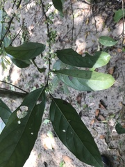 Piparea dentata