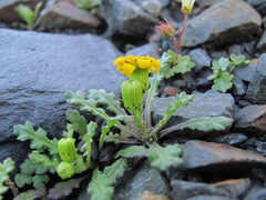 Senecio leucanthemifolius caucasicus