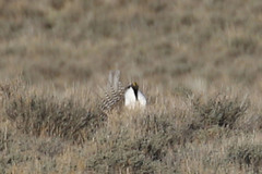 Centrocercus minimus