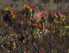 Leucadendron barkerae