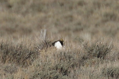 Centrocercus minimus