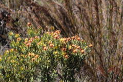 Leucadendron barkerae