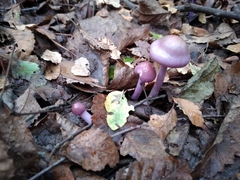 Cortinarius magellanicus