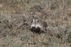 Centrocercus minimus