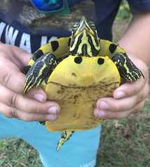 Trachemys scripta