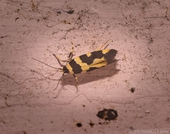 Macrobathra trithyra