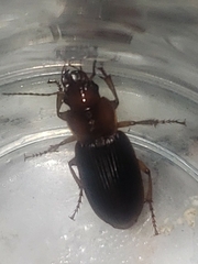 Harpalus erraticus