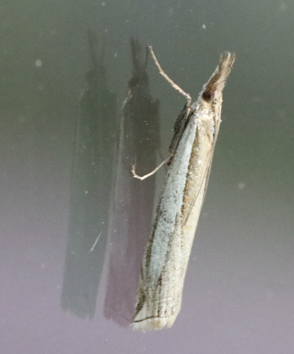 Crambus cypridalis photo 3
