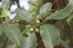 Acronychia pedunculata