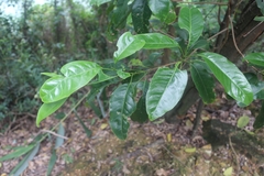 Acronychia pedunculata