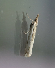 Crambus cypridalis
