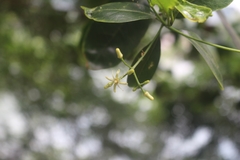 Acronychia pedunculata