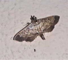 Salbia cassidalis