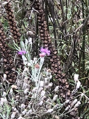 Vernonia lindheimeri