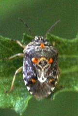 Menida