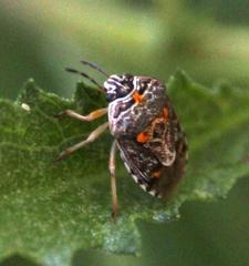 Menida
