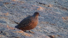 Pternistis hartlaubi