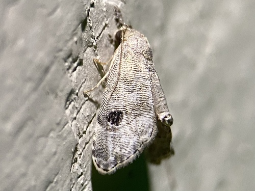 Abablemma brimleyana photo 3