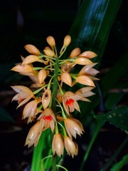 Calanthe pulchra