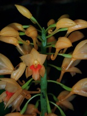 Calanthe pulchra