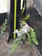 Taraxacum officinale