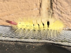 Calliteara pudibunda