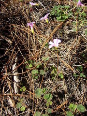 Oxalis commutata