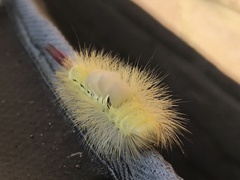 Calliteara pudibunda