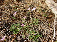 Oxalis commutata