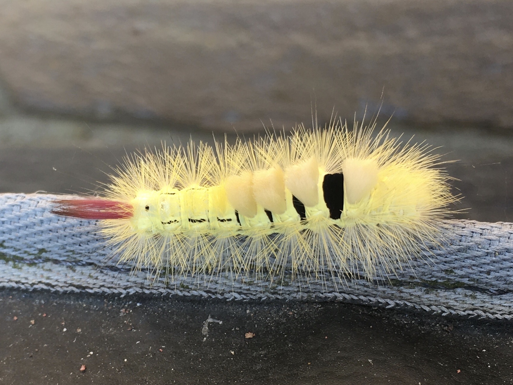 Tuffy Insect Who is this fluffy guy? Found in Pilsen, Czechia : r/whatsthisbug