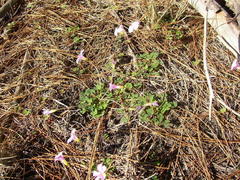 Oxalis commutata