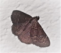 Eulepidotinae